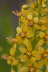 Loomis' yellow loosestrife